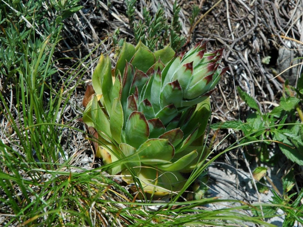 Sempervivum tectorum sta fiorendo